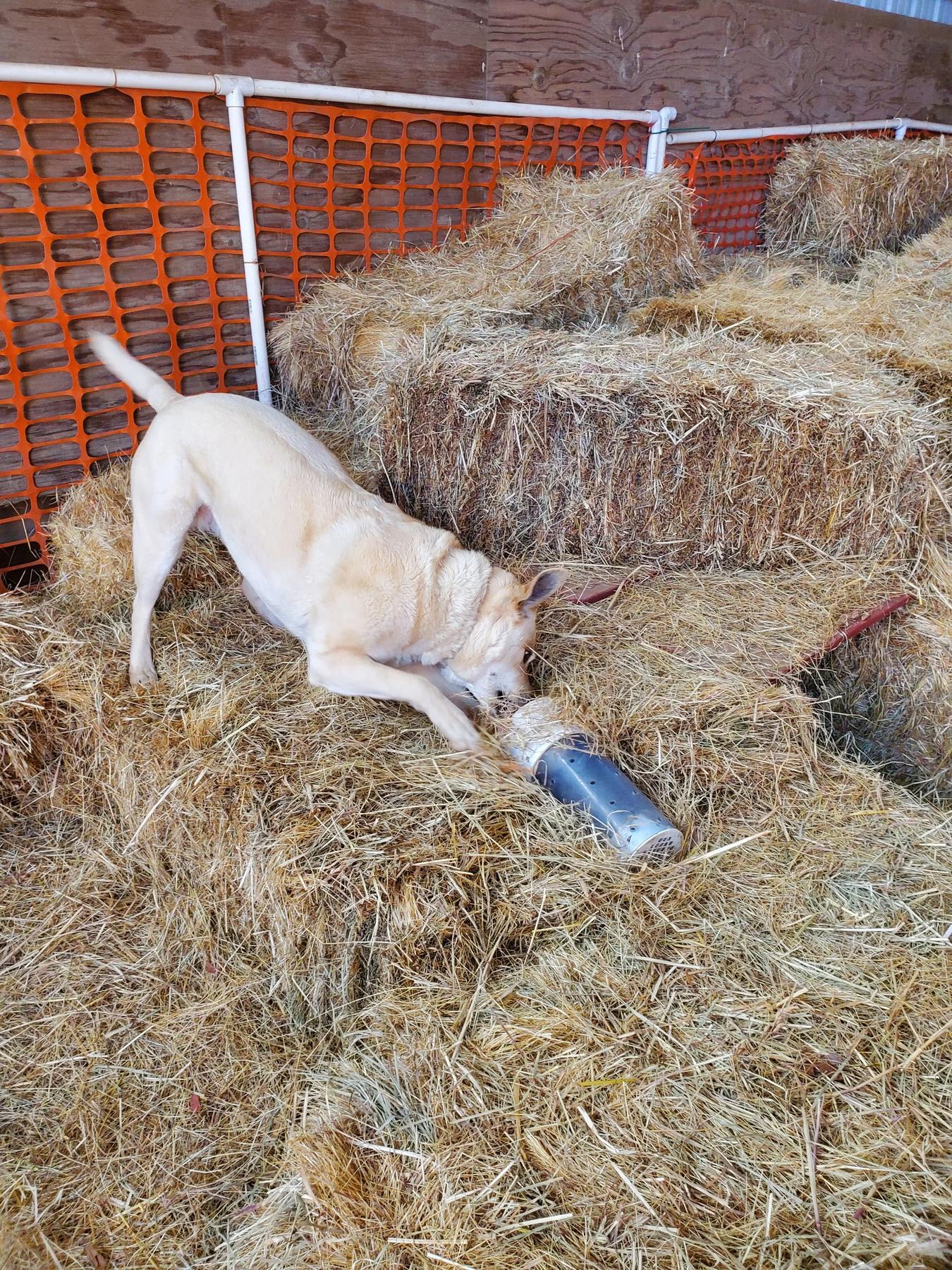 Valley Dog Sports Barn Hunt Trials & Training Facility