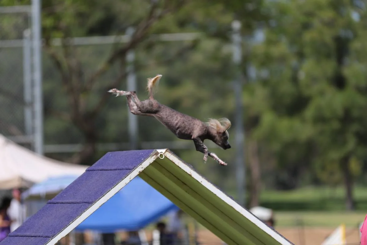 K9 iQ Dog Sports inc