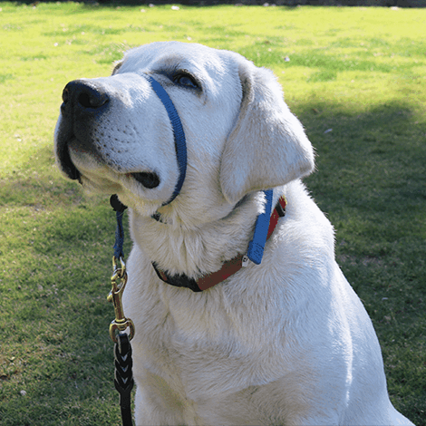 Diana’s Dog Training and Boarding-Trained German Shepherd Puppies — dog trainer in Temecula, CA