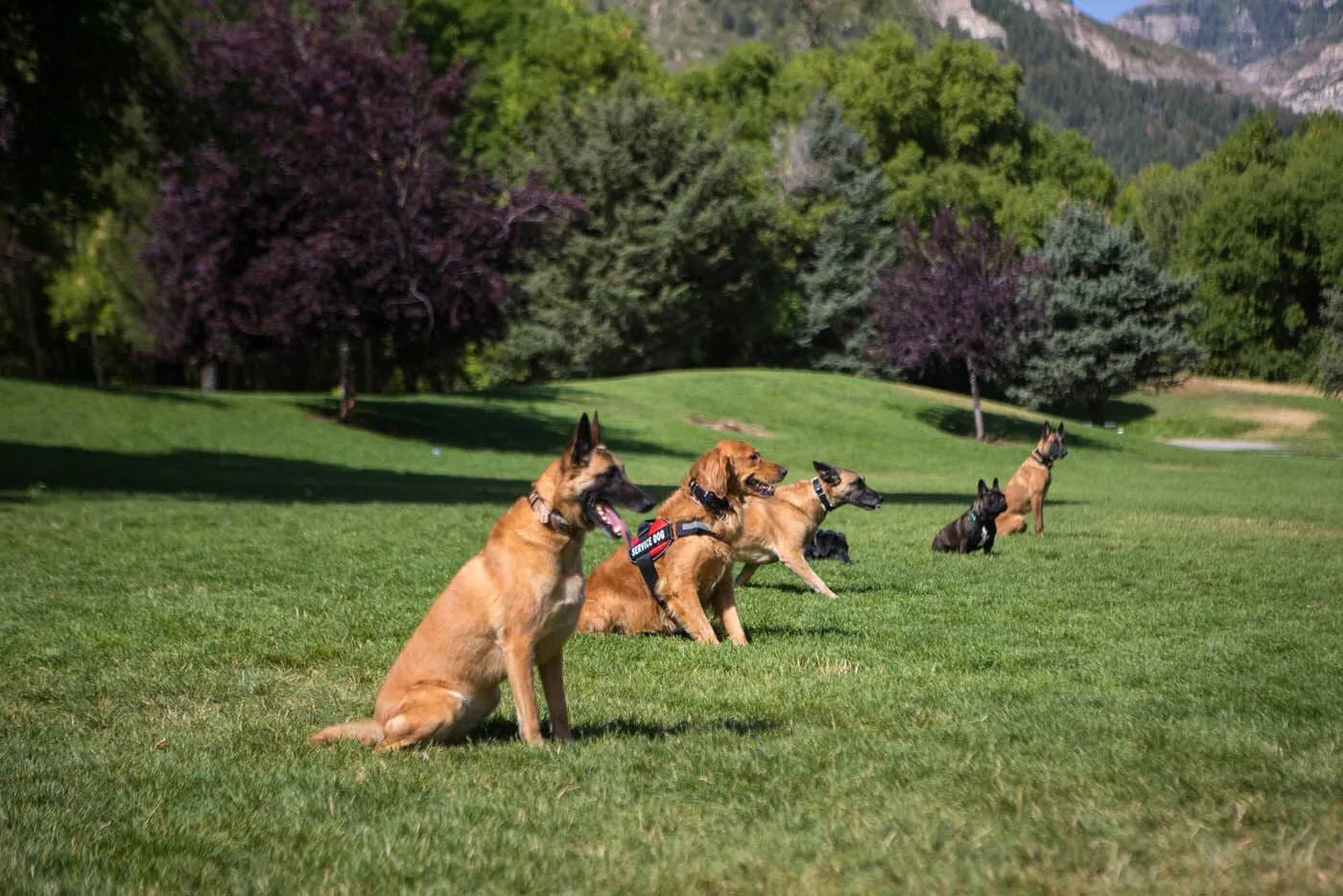 Dog Training Elite Palm Beach County