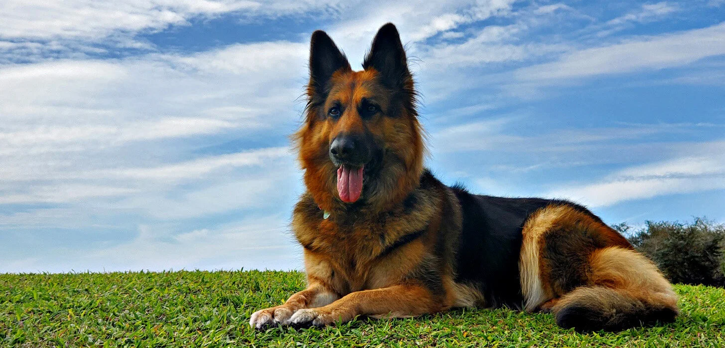K9 Cognitive Training — dog trainer in Miami, FL