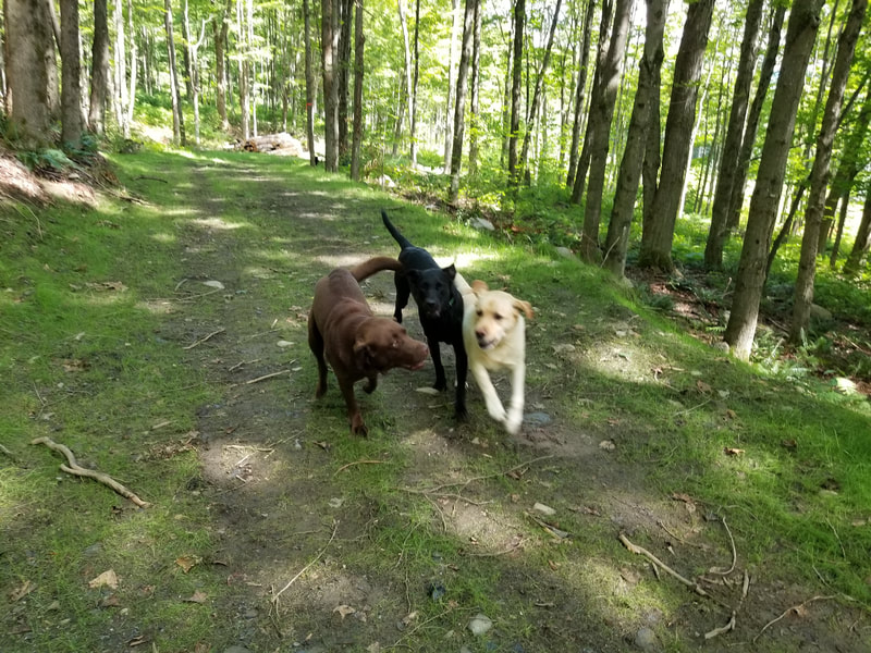 Wolf Mountain Kennel