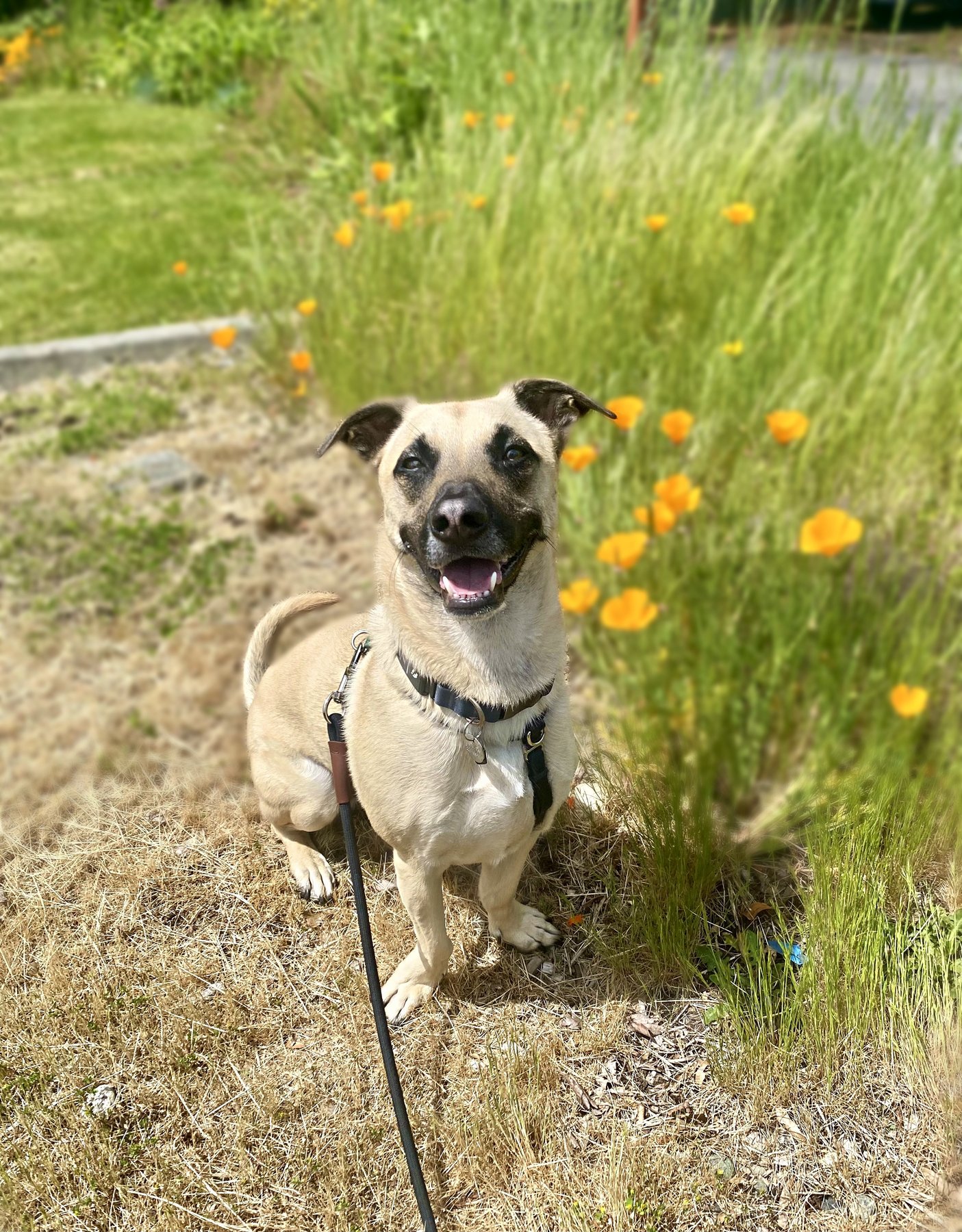 Compassionate Canine Care with Emily, LLC