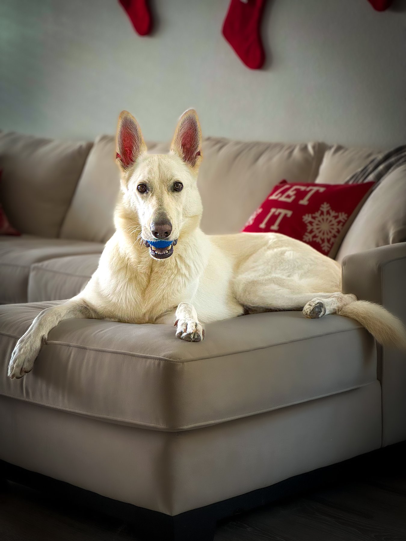 More Than Dog Training — dog trainer in Round Rock, TX