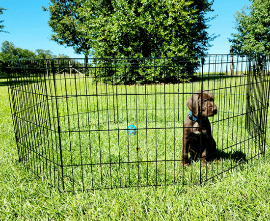 Prim & Proper Pups — dog trainer in Pensacola, FL