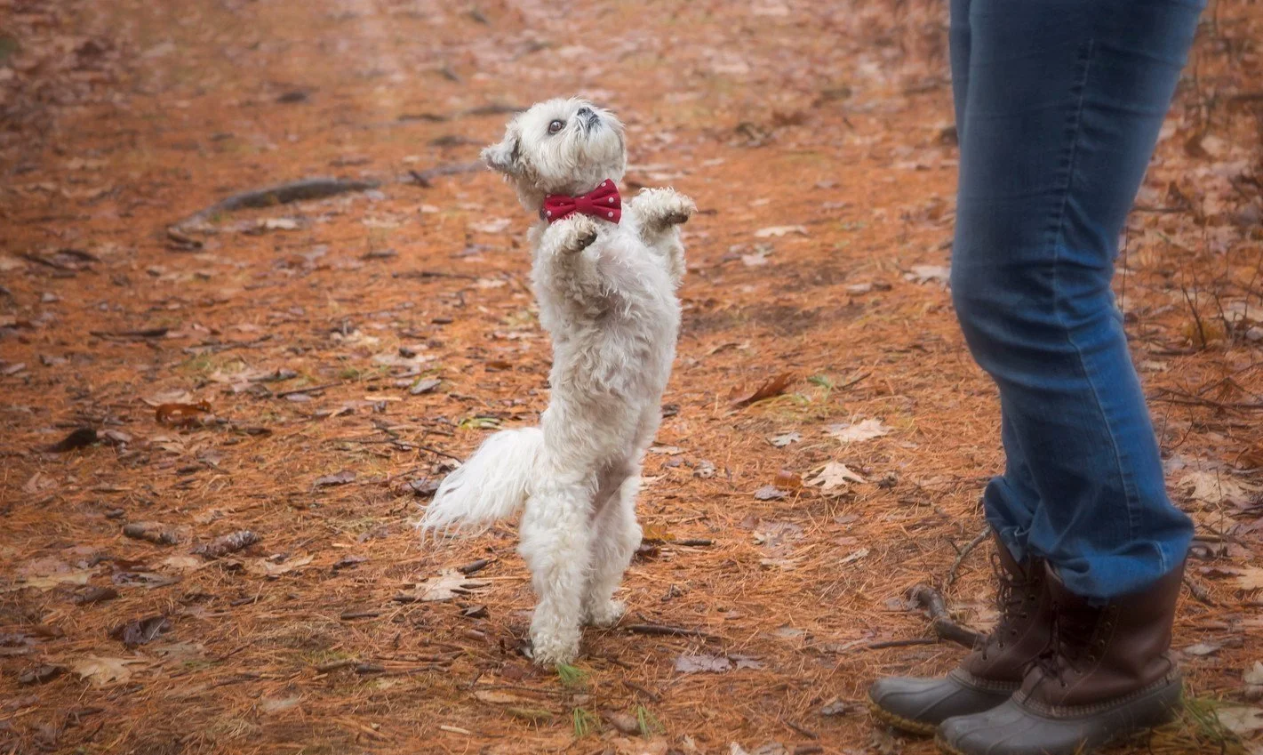 Mr. Dog Training’s Canine Enrichment Center