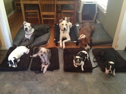 Dallas DogWorks