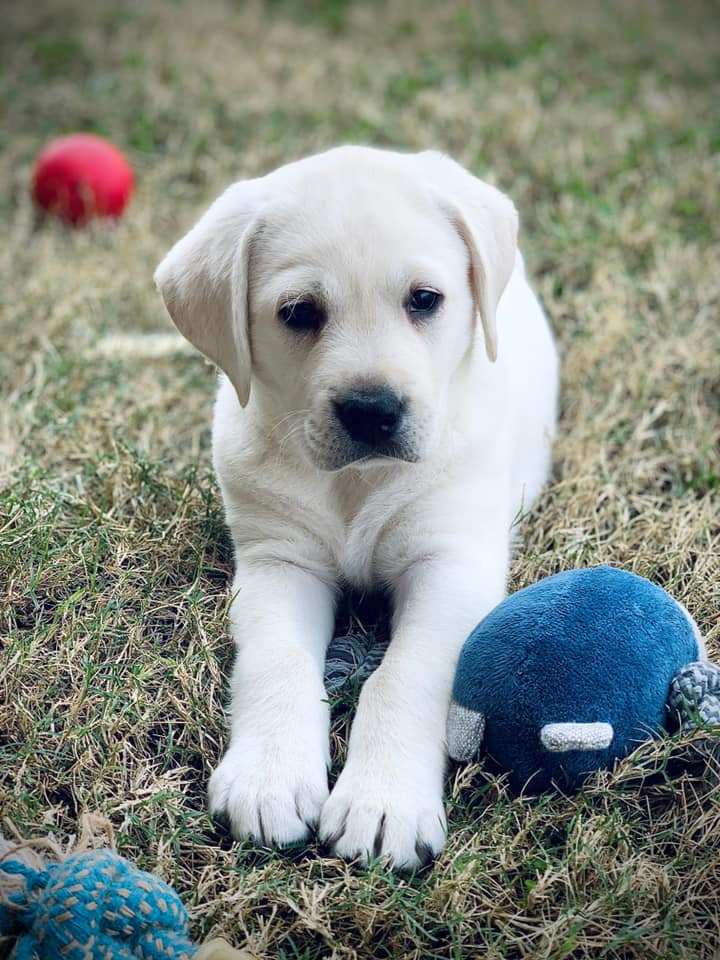 Lone Star K9 Companion Training LLC.