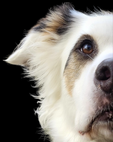 EVERGREEN K9 LLC