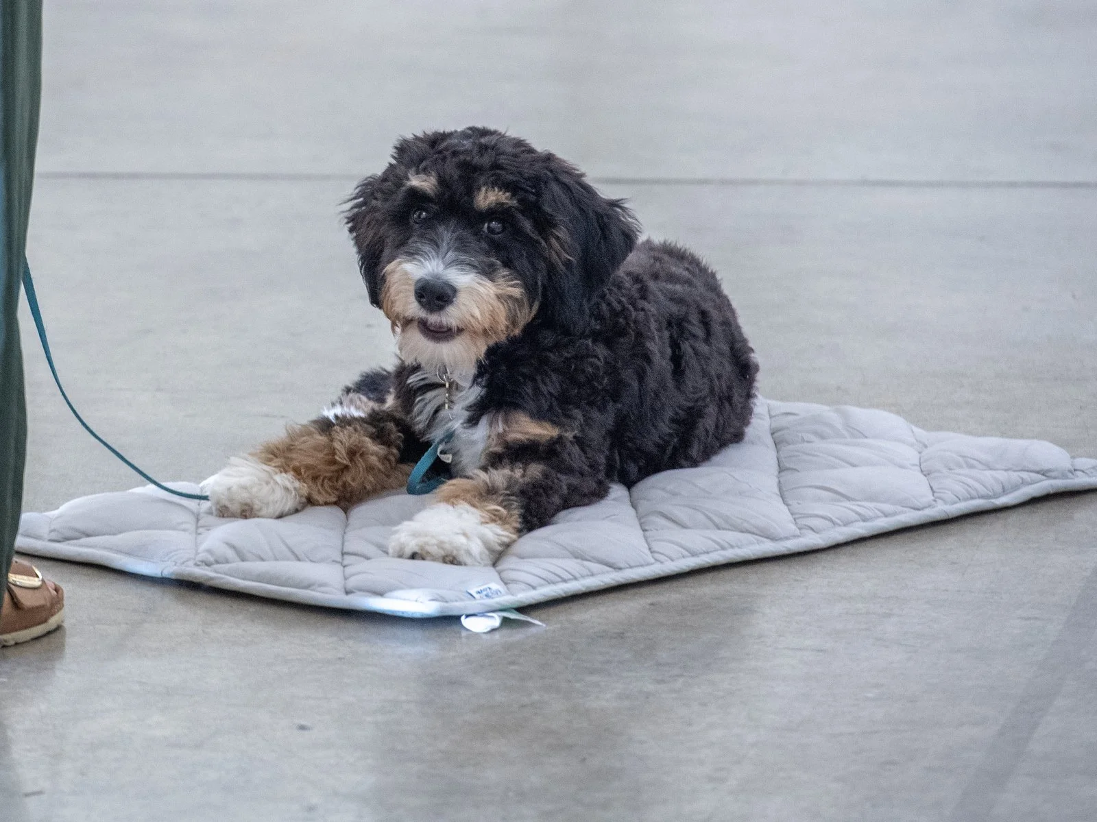 Santa Clara Dog Training Club