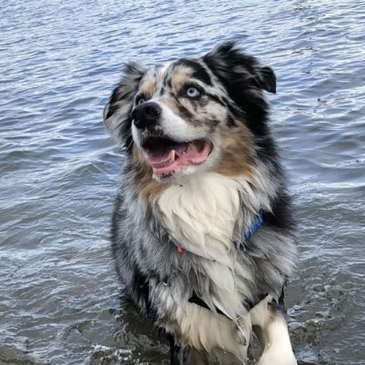 Dog Adventures Northwest
