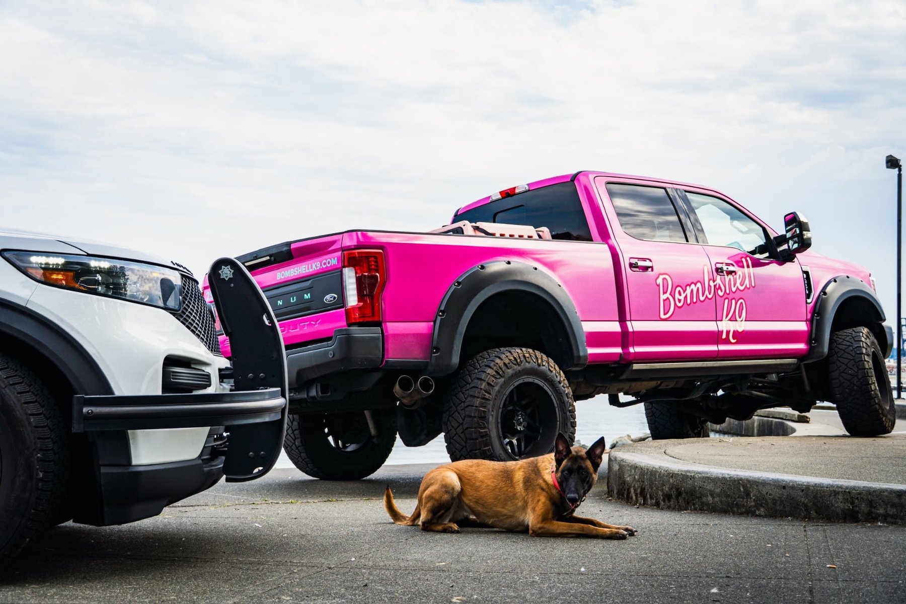 BOMBSHELL K9 Training & Boarding