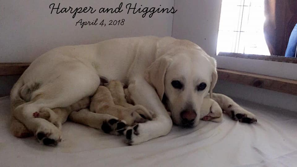 Rude Dog University — dog trainer in Eau Claire, WI