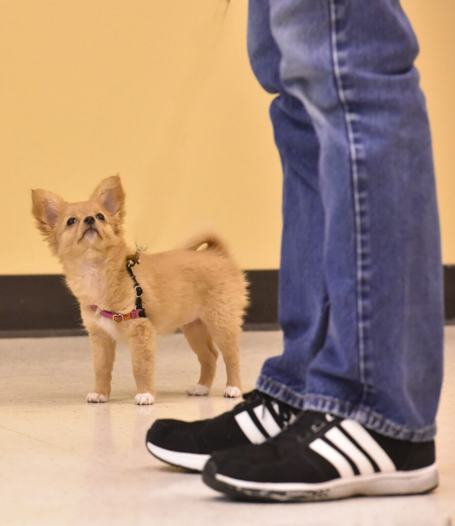 Auntie Sally Dog & Puppy Training