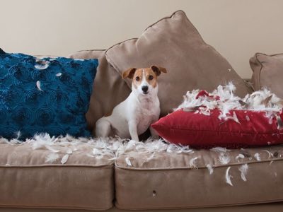 The Canine Center