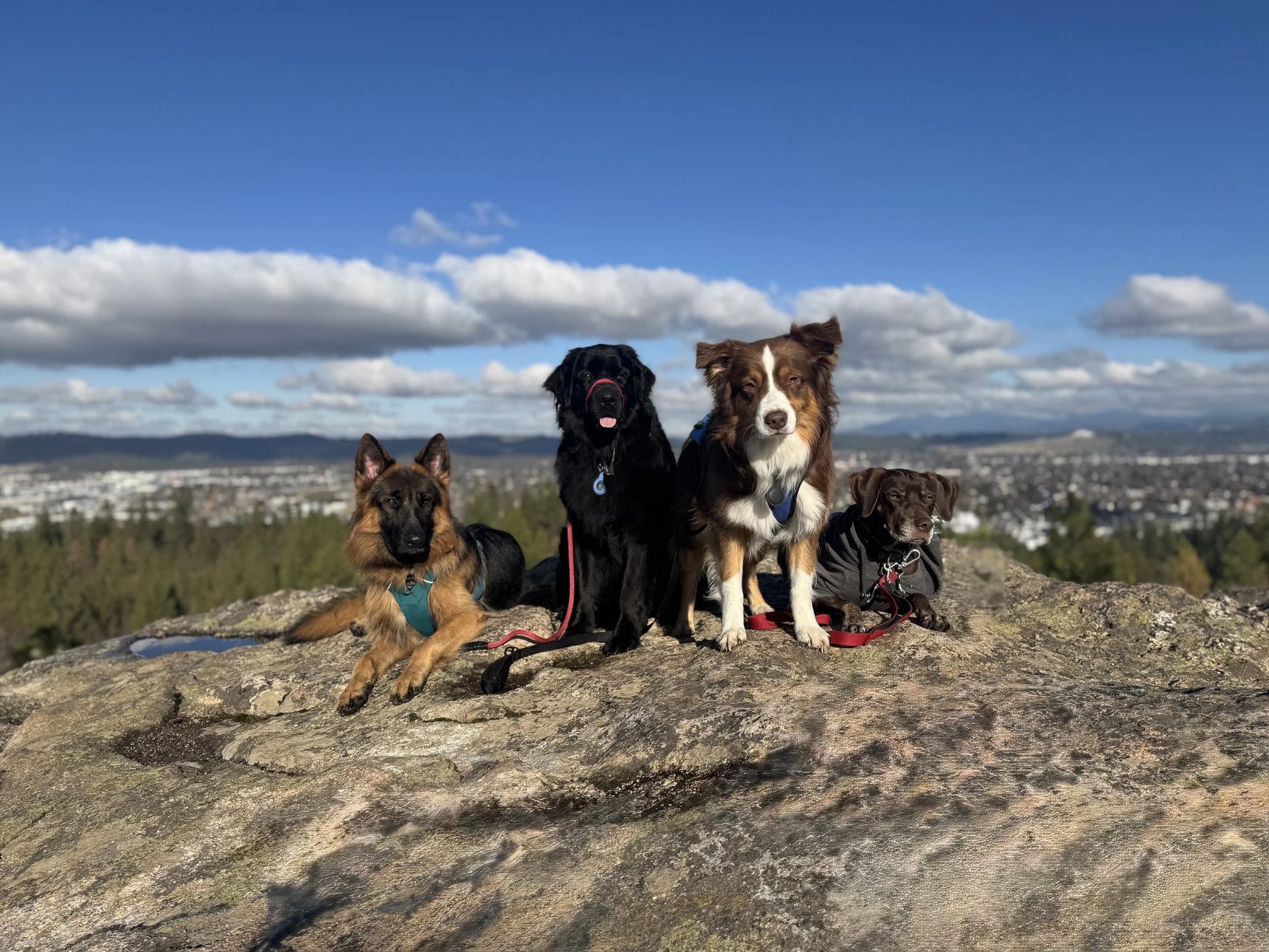 Adventure Canine Academy