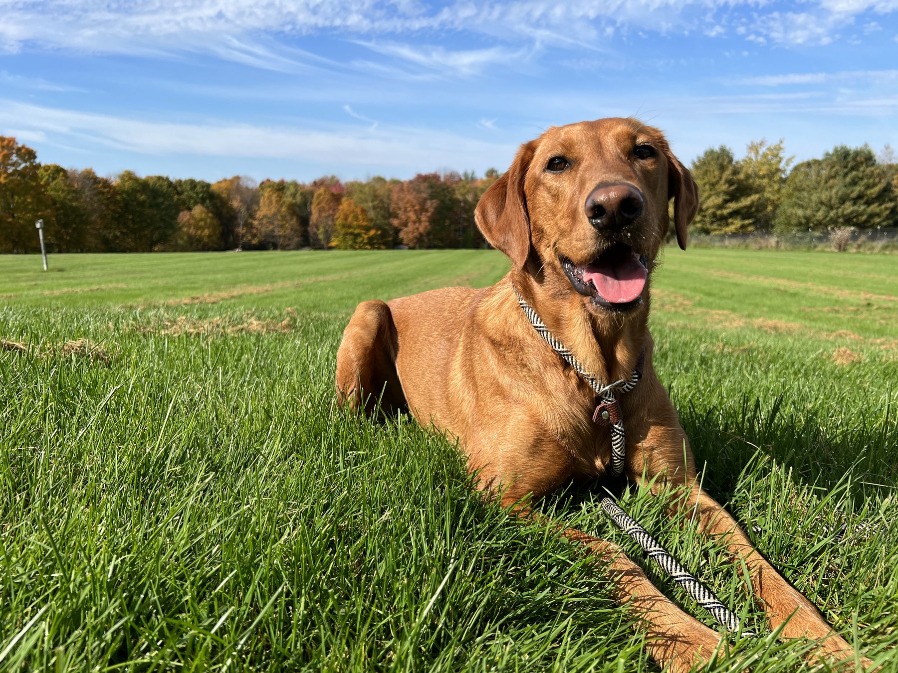 Merrill’s K9 Academy