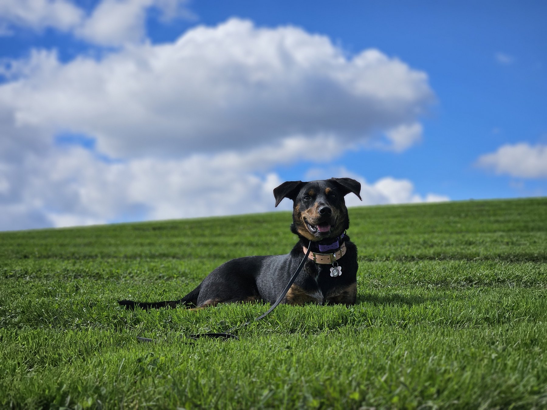 Visionary Canine — dog trainer in Framingham, MA