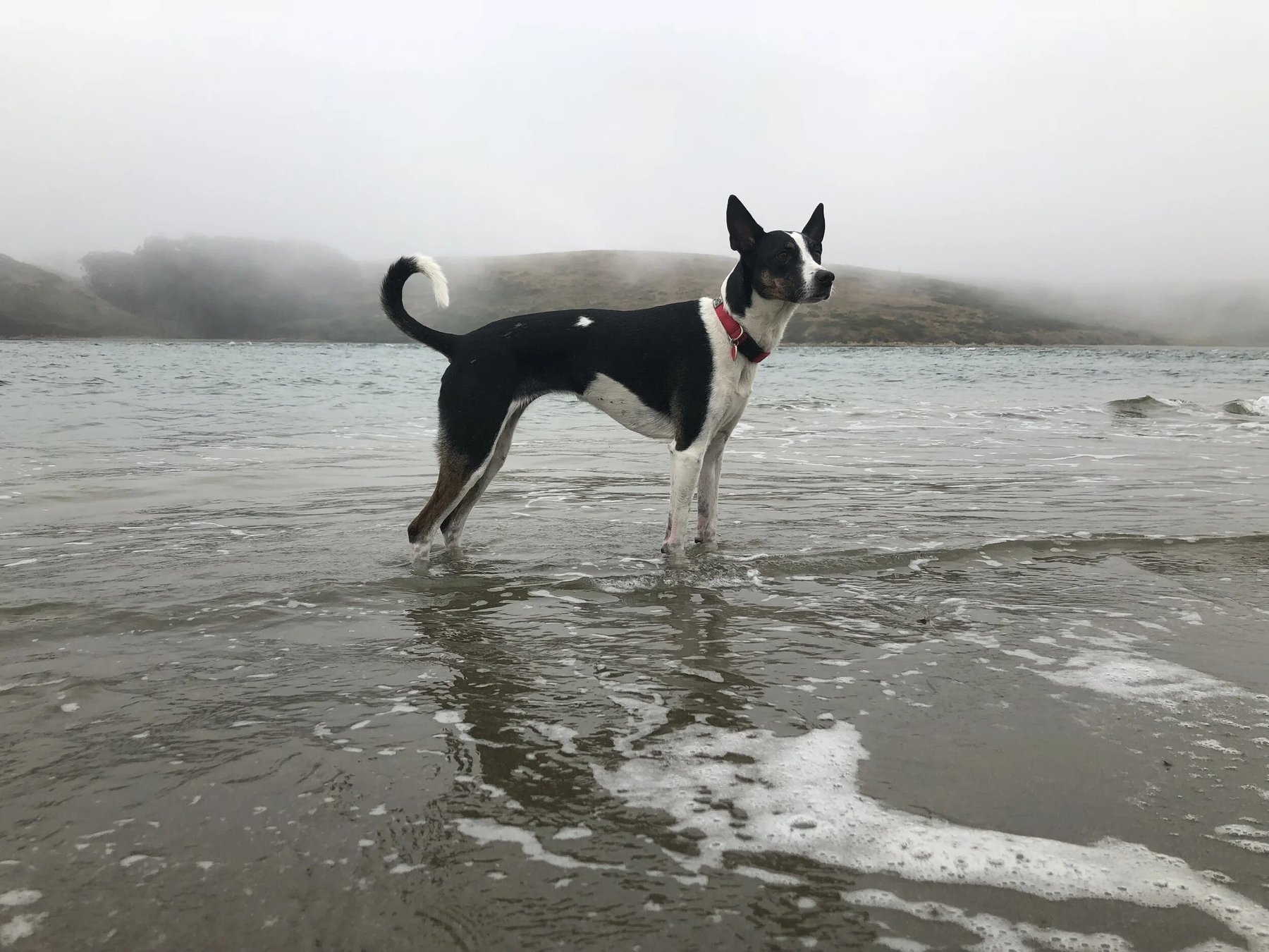 Frolic Dog Training