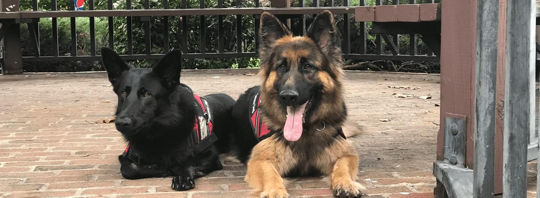 Empire State K9 Services