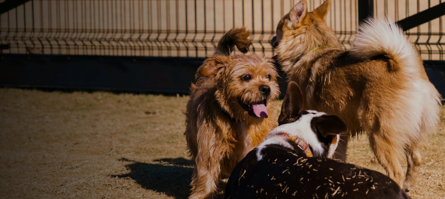 Bluebonnet Pet Ranch — dog trainer in College Station, TX