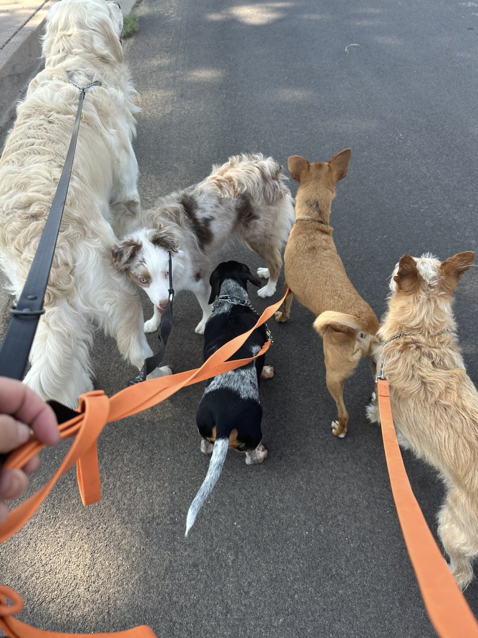 The Canine Coach