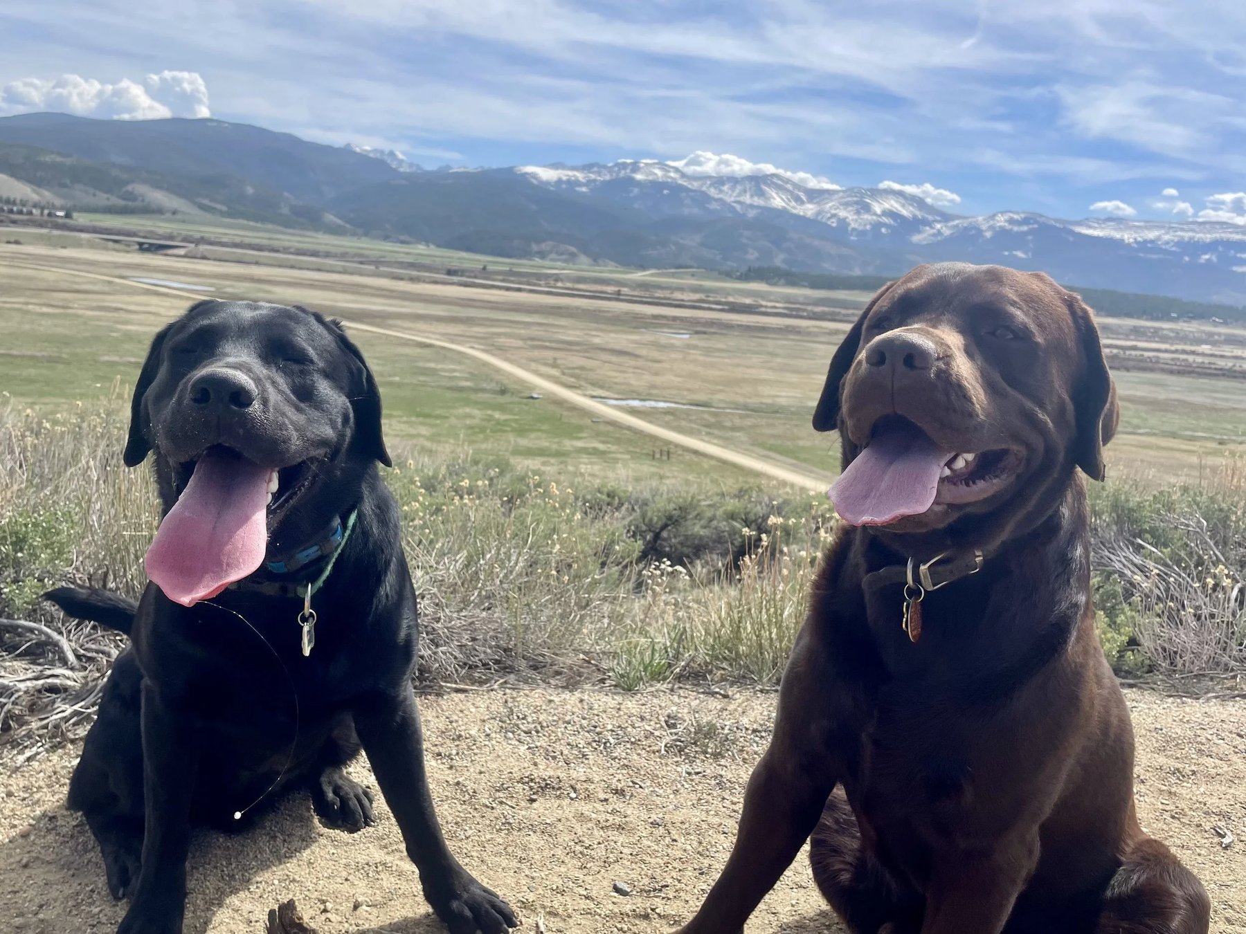 Trail Dog Etiquette LLC