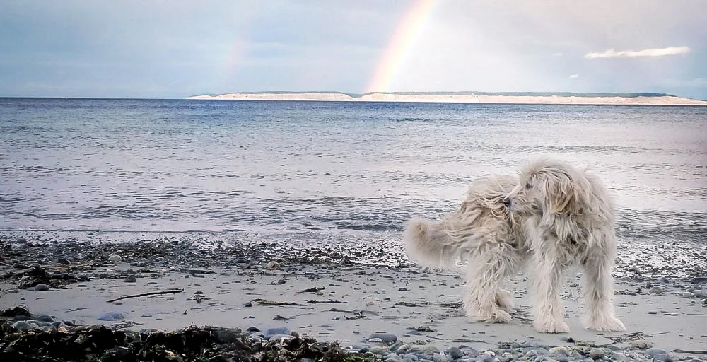 Sea Change Canine