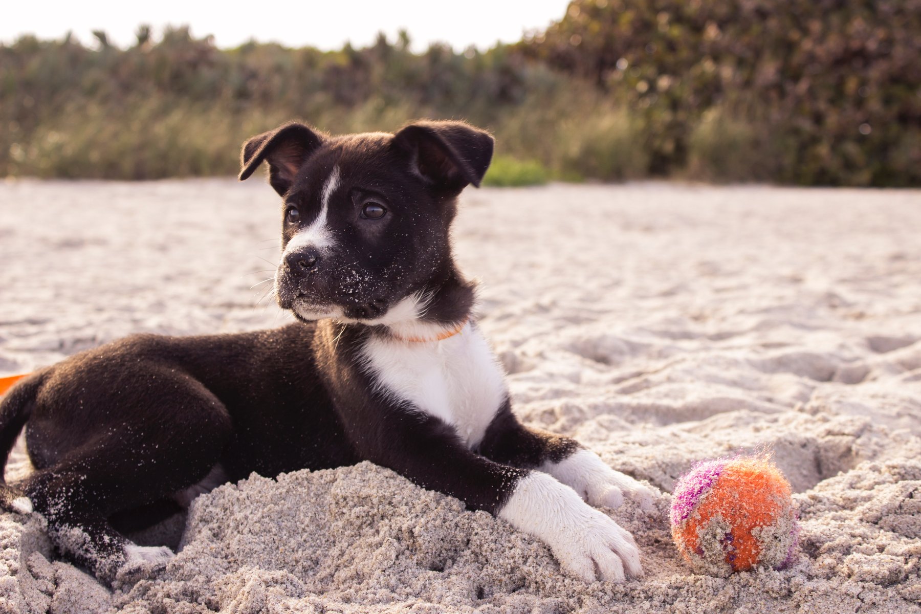 North Dallas Dog Trainer — dog trainer in Plano, TX