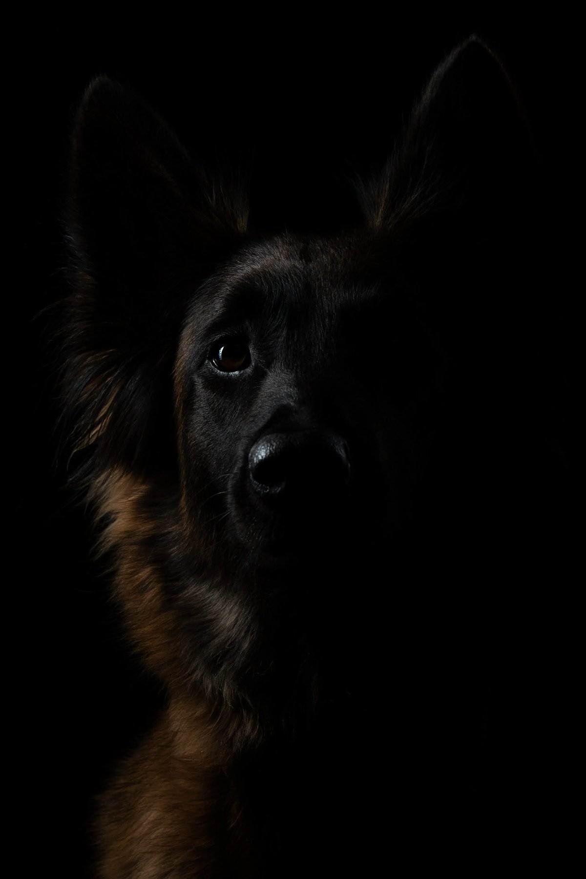 The Dog's PACE — dog trainer in Framingham, MA