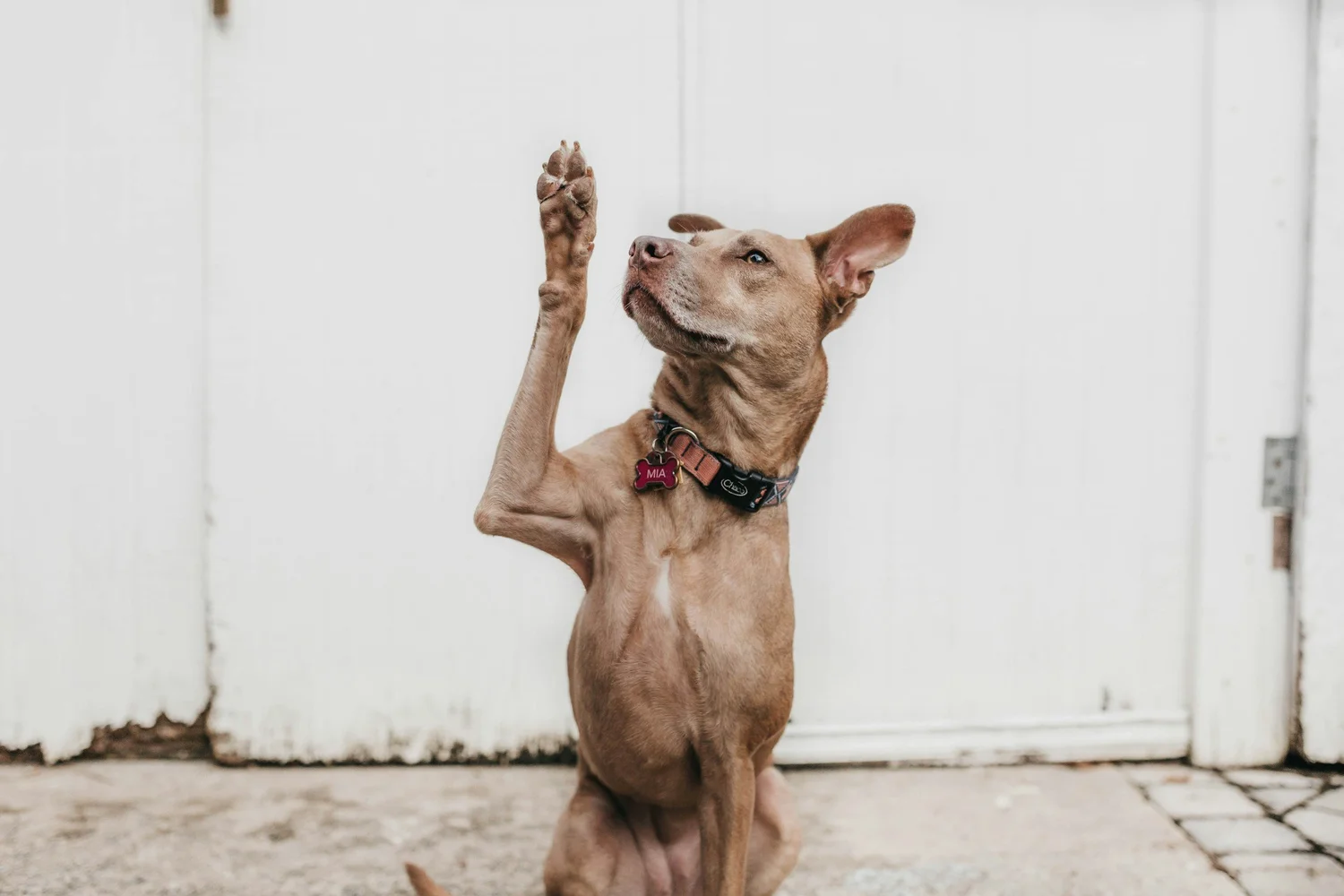 DOWN RIGHT DOG TRAINING — dog trainer in West Palm Beach, FL