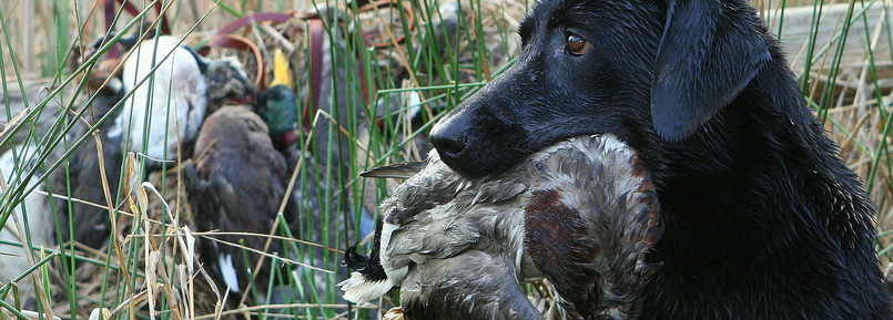 The Retriever Resource