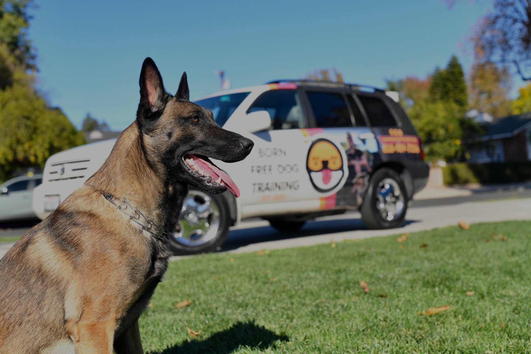 Born Free Dog Training