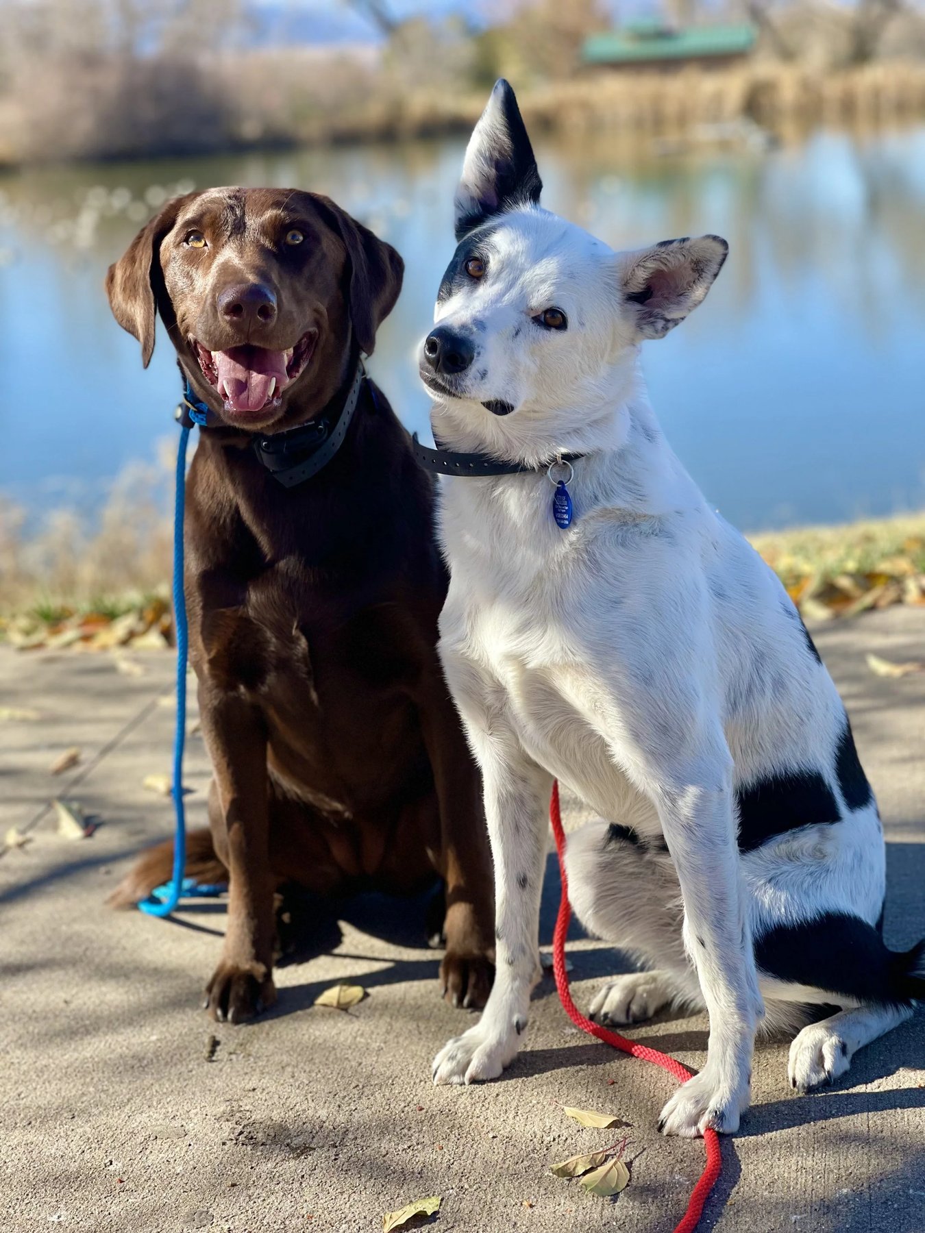 Journey K9 — dog trainer in Caldwell, ID