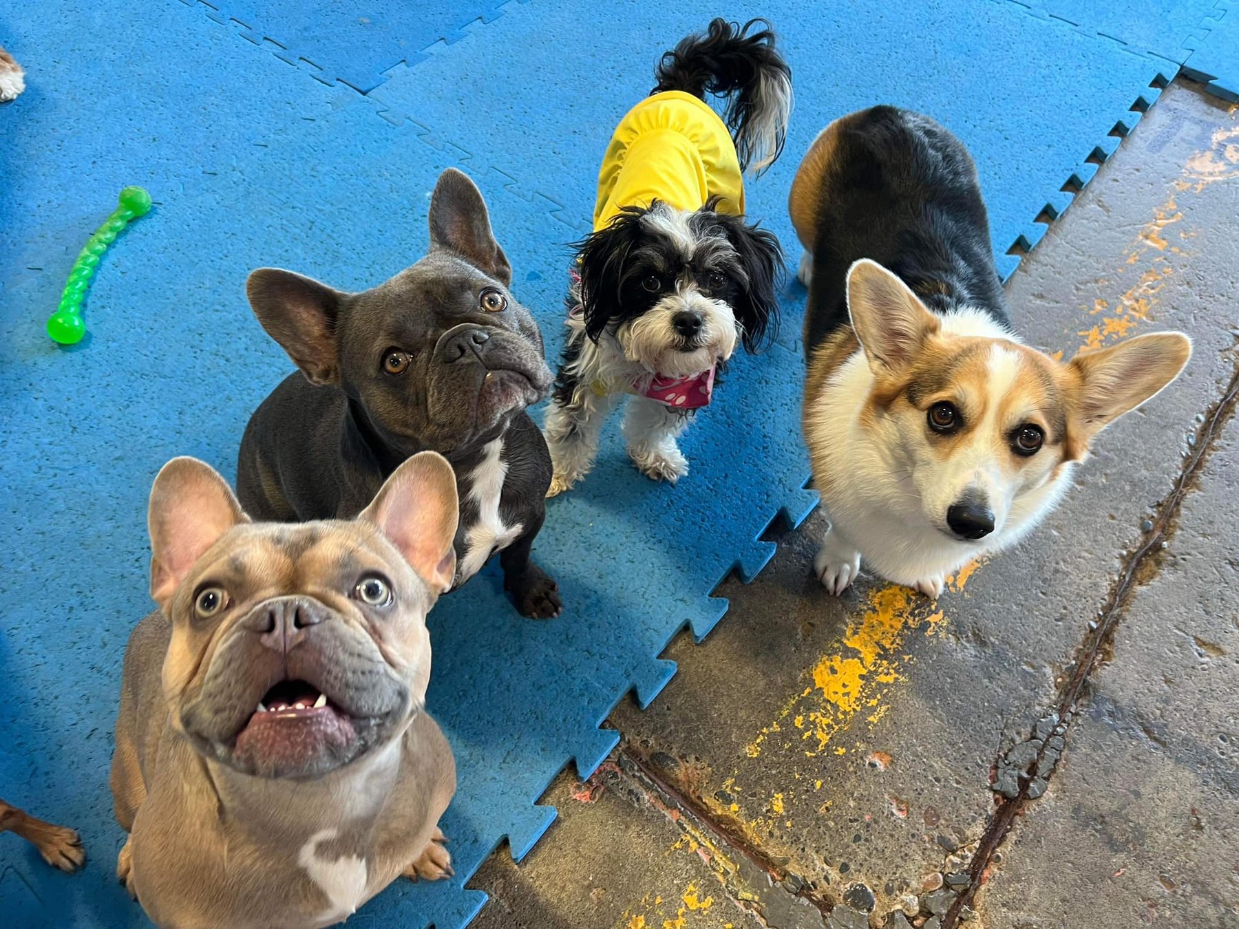 DogTown