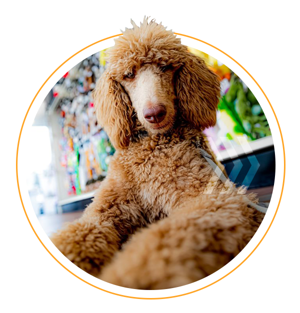 United K9 Academy, Liberty Hill, LLC — dog trainer in Georgetown, TX