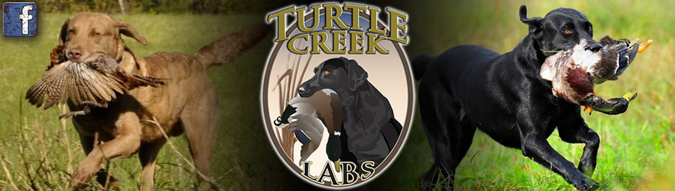 Turtle Creek Labs