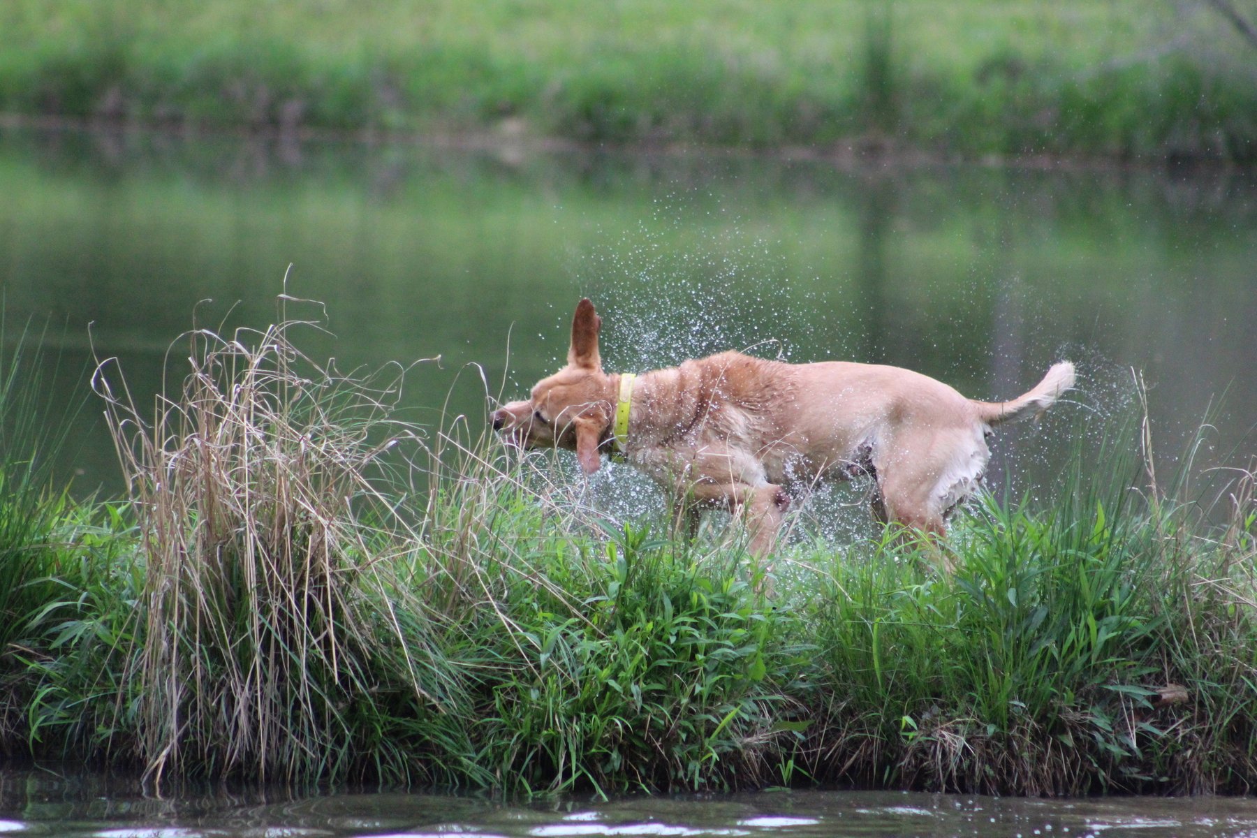 Wicked Waterfowl Retrievers
