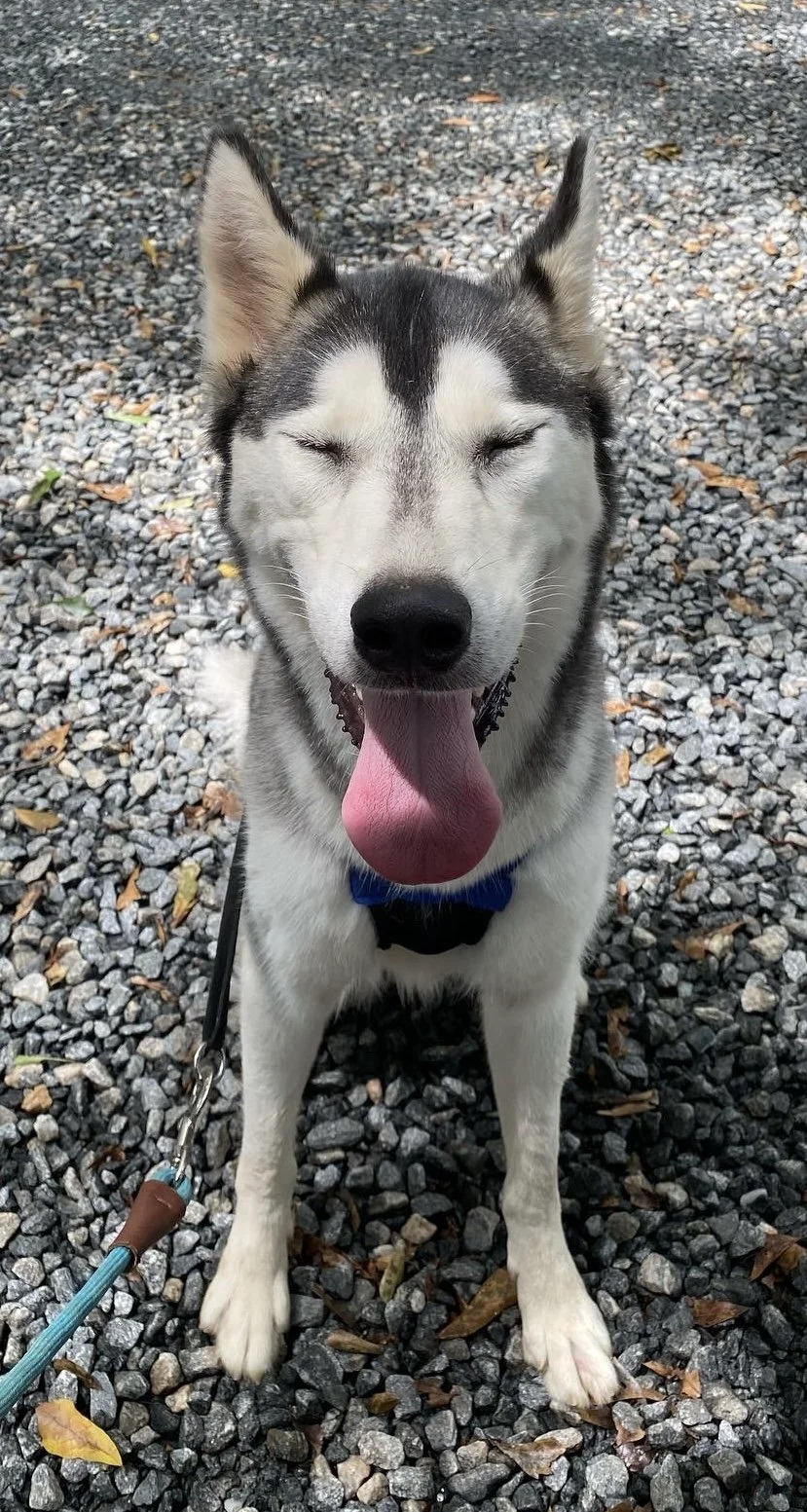 Empowered Paws Dog Training LLC