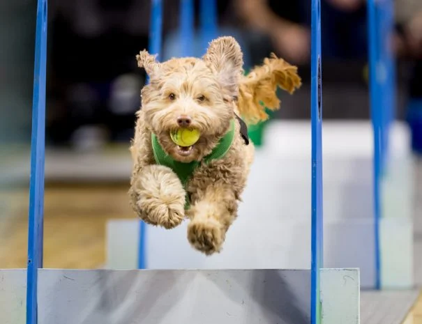 Seattle FlyDogs Club