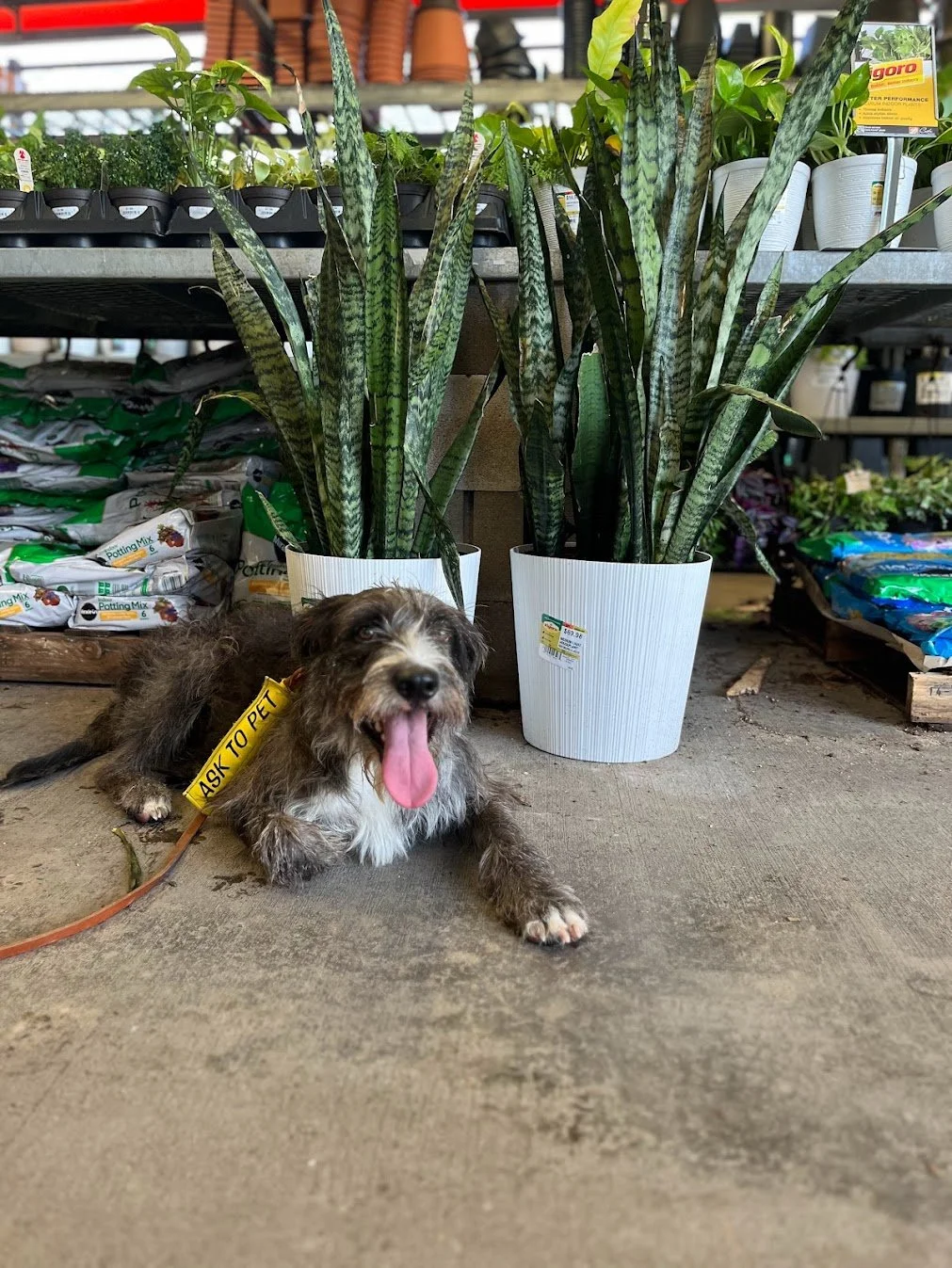 Caliche Dog Works