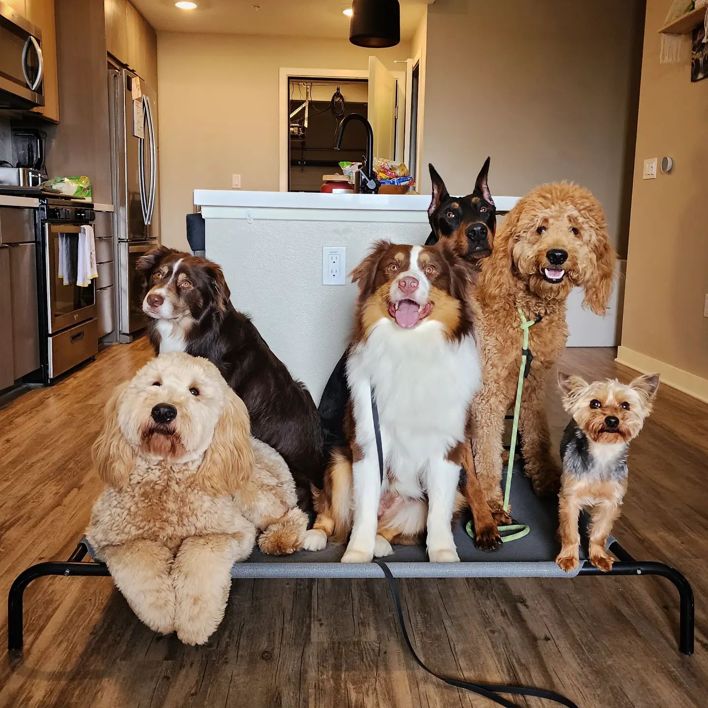Black Collar Dog Training