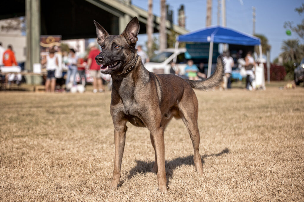 The Doghouse, LLC