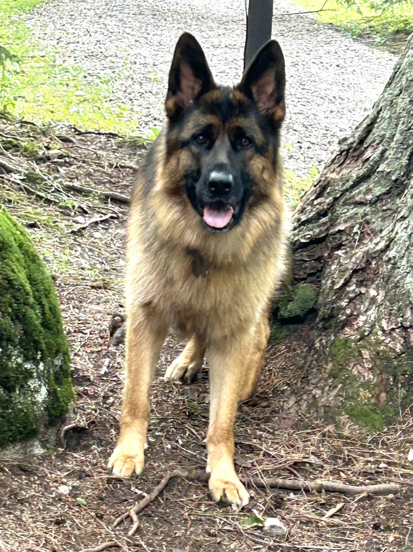 Heavenly Hounds Dog Training