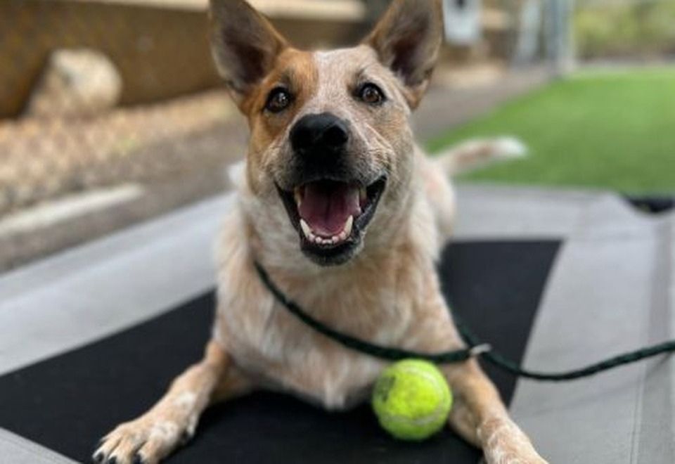Absolute K9 Training