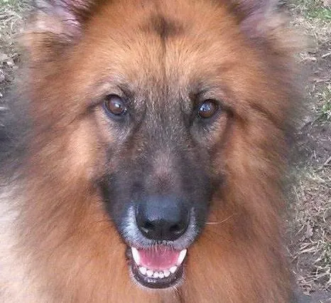 Dog Training - Sue Battel — dog trainer in Cherry Hill, NJ