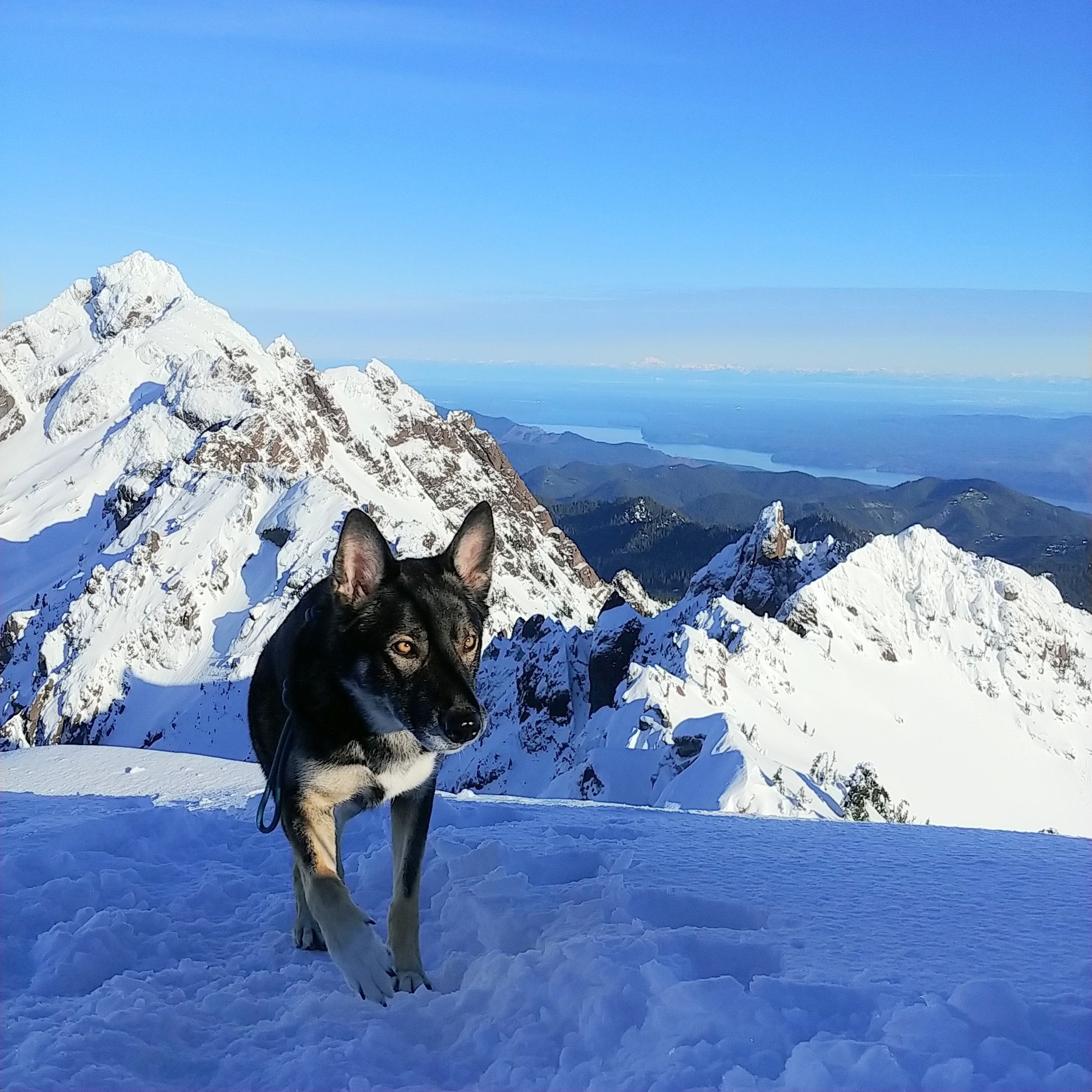 Mountain Manners Dog Training