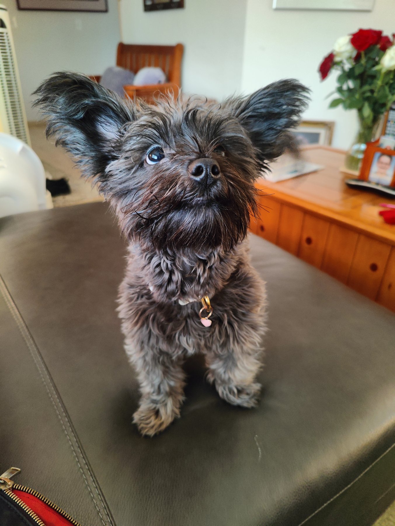 Tails Dog Training LLC