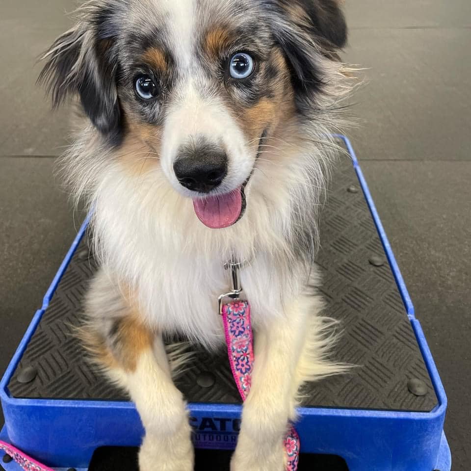 Mollie’s Dog Place — dog trainer in Waco, TX