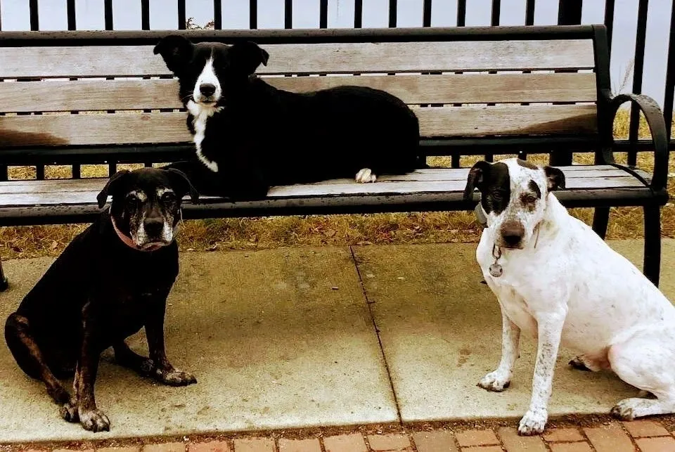 Wight Birch Farm and Kennels